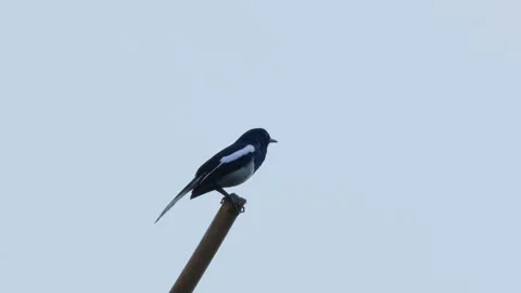 Oriental Magpie-Robin (Copsychus saularis) Stock Footage 283125218