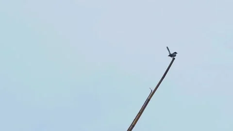 Oriental Magpie-Robin (Copsychus saularis) Stock Footage 283125533