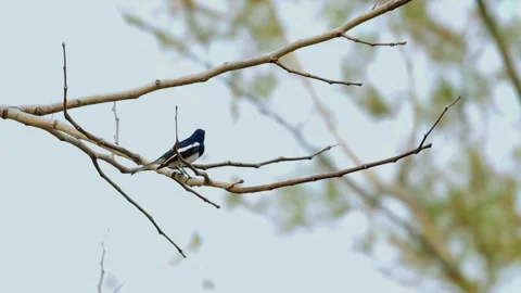 Oriental Magpie-Robin (Copsychus saularis) Stock Footage 283126836
