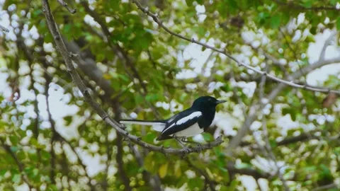 Oriental Magpie-Robin (Copsychus saularis) Stock Footage 283127757