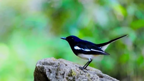 Oriental Magpie-Robin (Copsychus saularis) Stock Footage 283128388