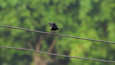 Oriental Magpie-Robin (Copsychus saularis) Hopping on Power Line Video stock 320092820