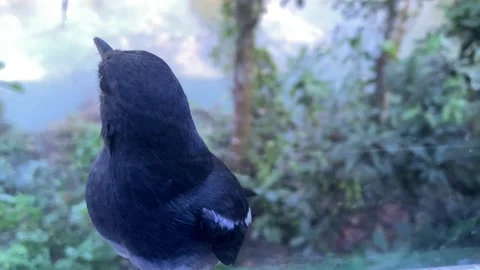 Oriental Magpie Robin - Doyel Bird Sitting On A Window Frame, National Bird Of Stock Footage 345367002