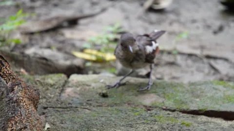 An Oriental Magpie-Robin is eating a insect Stock Footage 314522337