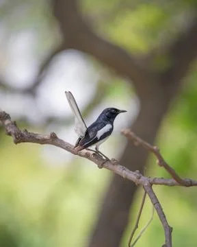 Oriental magpie robin facing back sitting on small branch Stock Photos