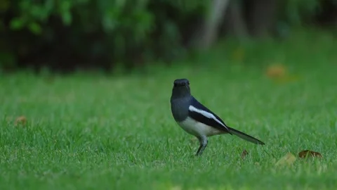 Oriental Magpie Robin feed on insects in the grass. Stock Footage 319517331