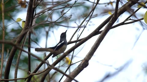 Oriental Magpie Robin Video stock 48346574