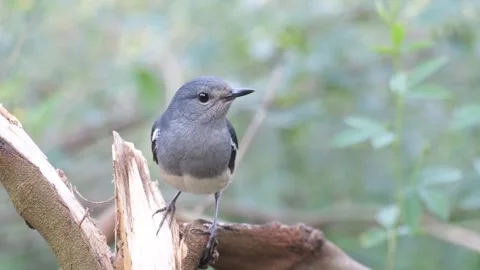 Oriental magpie-robin. Video stock 303097141