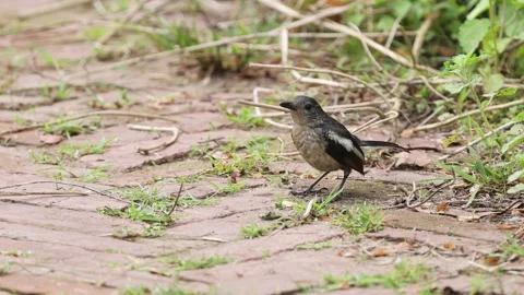 Oriental magpie-robin high resolution video. Stock Footage 196993766