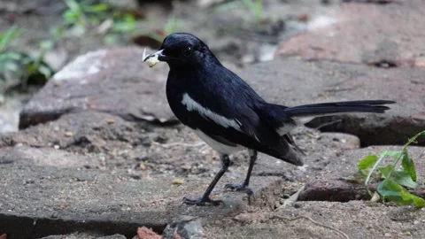 An oriental magpie robin is hopping Stock Footage 314579677