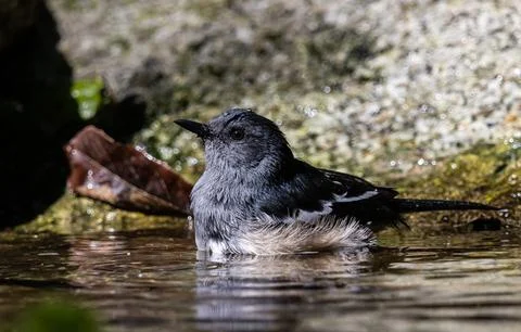 Oriental magpie robin It is a type of bird that eats insects. It is not ver.. 스톡 사진