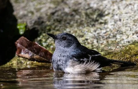 Oriental magpie robin It is a type of bird that eats insects. It is not ver.. 스톡 사진