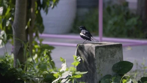 Oriental magpie-robin looking around on a concrete pillar Video stock 339315200