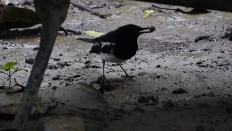 Oriental Magpie-Robin or Copsychus saularis eating nuts Stock Footage 312787255