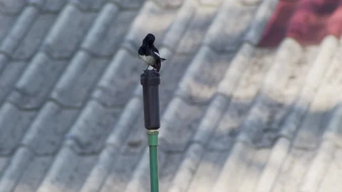 Oriental Magpie Robin Perched Above Rooftops in Tropical Urban Area Video stock 336037783