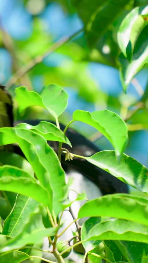 Oriental Magpie Robin Perched In Lush Green Tree Branches In India Stock Footage 344238545