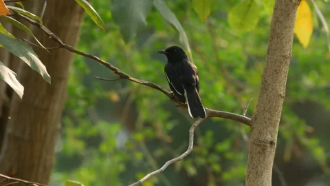 Oriental Magpie Robin Perched on Tree Branch Stock Footage 327574877