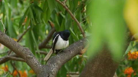 Oriental Magpie Robin Perched on Tree Branch Stock Footage 327574886