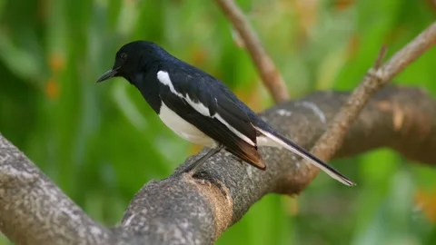 Oriental Magpie Robin Perched on Tree Branch Stock Footage 328274615