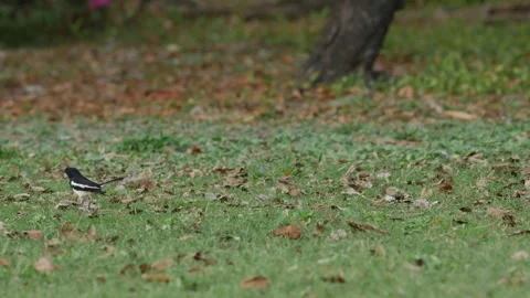 Oriental Magpie Robin Perched on Tree Branch Stock Footage 328274620