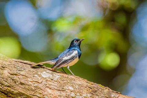 Oriental Magpie-Robin perched on a tree in Africa Stock Photos