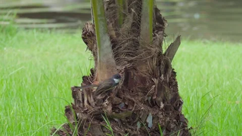 A Oriental magpie-robin perched on the trunk of a palm tree and looked around. Stock Footage 255757490