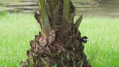A Oriental magpie-robin perched on the trunk of a palm tree and looked around. Stock Footage 255757959