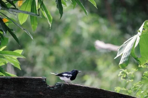 Oriental Magpie Robin, perching on tree trunk in forest park Stock Photos