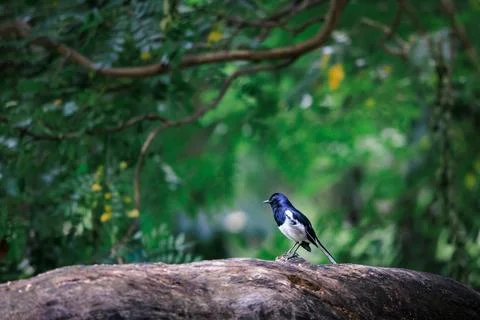Oriental Magpie Robin perching on tree trunk in forest park Stock Photos