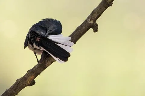 Oriental Magpie Robin perching on tree stick in nature Stock Photos
