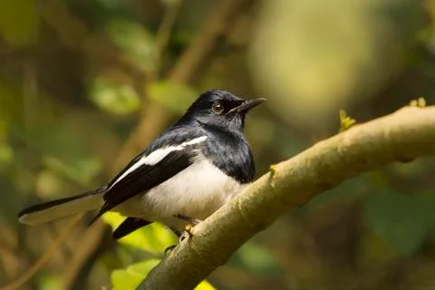 Oriental magpie robin Foto stock