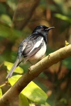 Oriental magpie robin Foto stock