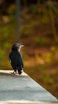 Oriental magpie robin Foto stock