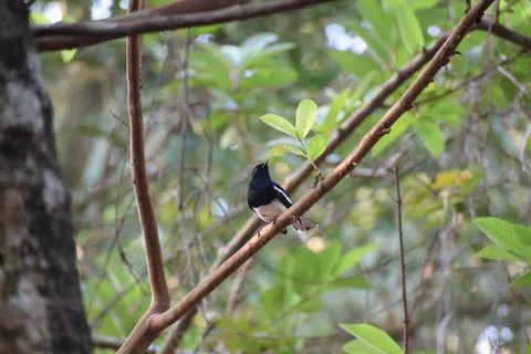 Oriental Magpie Robin Stock Photos