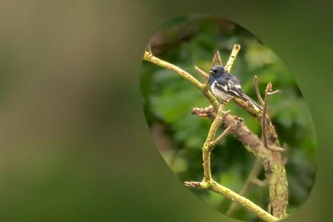 Oriental Magpie Robin Stock Photos