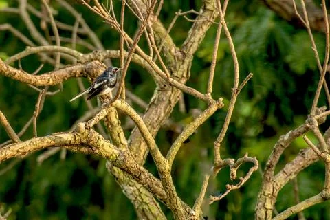 Oriental Magpie Robin Stock Photos