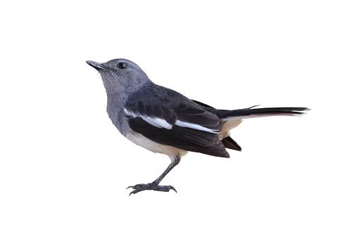 Oriental Magpie-robin Stock-Fotos