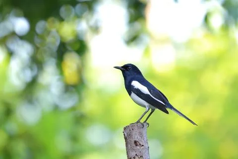 Oriental Magpie Robin Foto stock