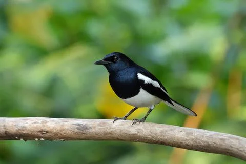 Oriental Magpie Robin Stock Photos