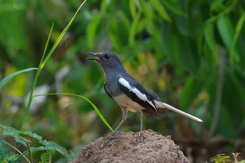 Oriental Magpie Robin 스톡 사진