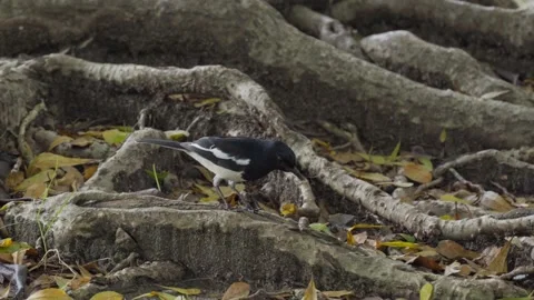 A Oriental magpie-robin is preparing its food on the roots of a large tree. Stock Footage 255756444