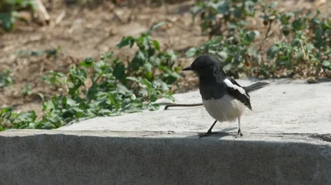 Oriental magpie robin rub its beak on the floor Stock Footage 60850439