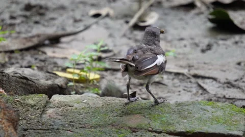 An oriental magpie robin is searching for food on the ground Stock Footage 314522341