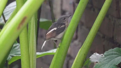 An Oriental magpie-robin is sitting on the stem of taro plant Stock Footage 314521993