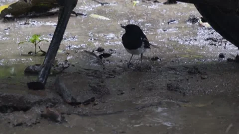An oriental magpie robin is sitting under a bike Stock Footage 312787563