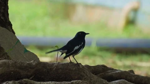 Oriental magpie-robin standing on the roots of a big tree. Handheld shot Stock Footage 255756445