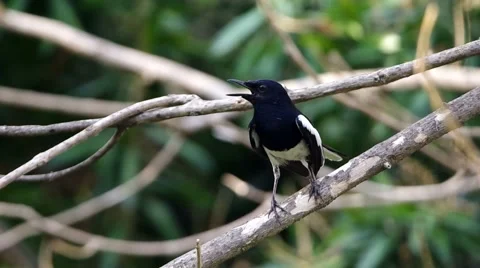 Oriental magpie-robin is standing on the tree Stock Footage 49897158