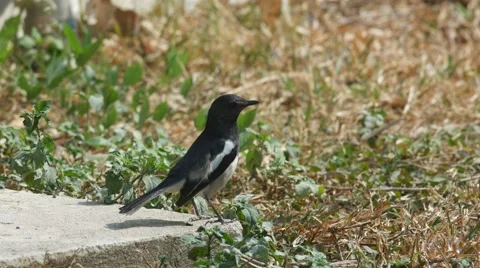 Oriental magpie robin taking off Stock Footage 60850506