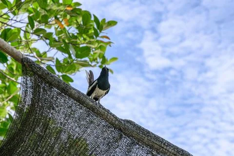 Oriental magpie robin, Tiny bird perched on wood of roof with blue sky Stock Photos
