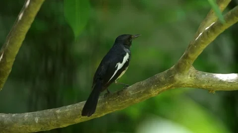 Oriental magpie-robin on tree Stock Footage 49673994